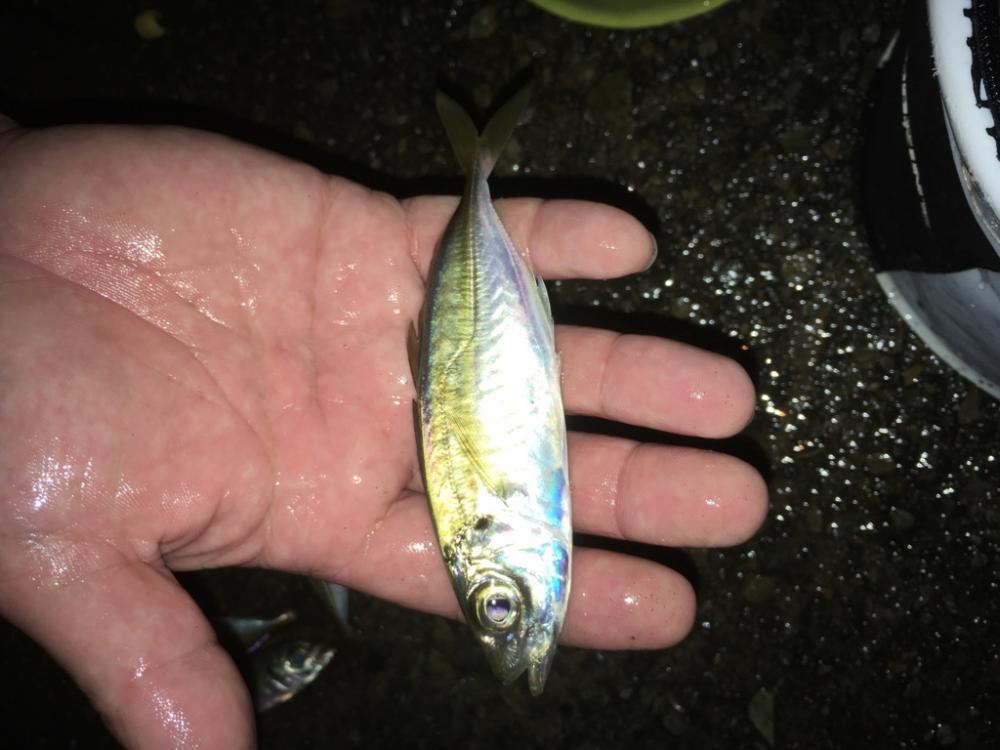 満潮前の短時間釣行