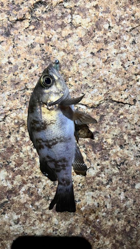 近場でアジング