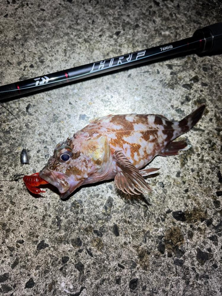 久々の朝活 アコウ