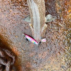 サゴシはサゴシスペシャルにゃ！