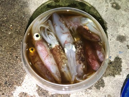 ウルトラライトエギング！