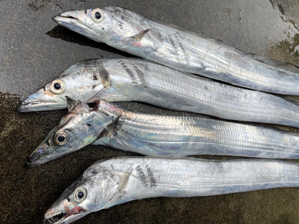 ぼちぼち、、⁉️