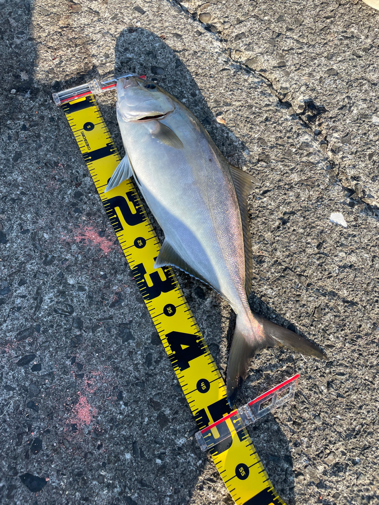 イワシ飲ませでシオ