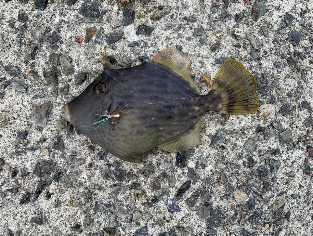 小アジでノマセ釣り