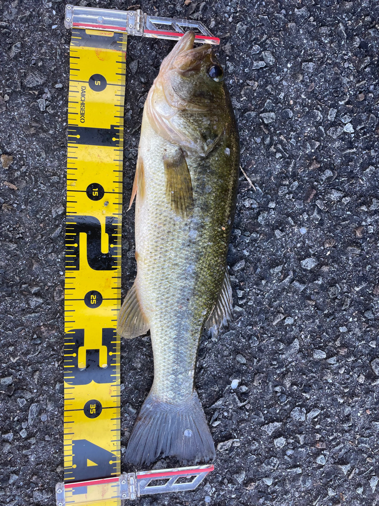 ビッグベイトの季節