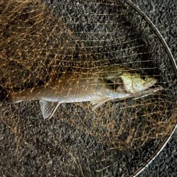 見えシーバス攻略できた?