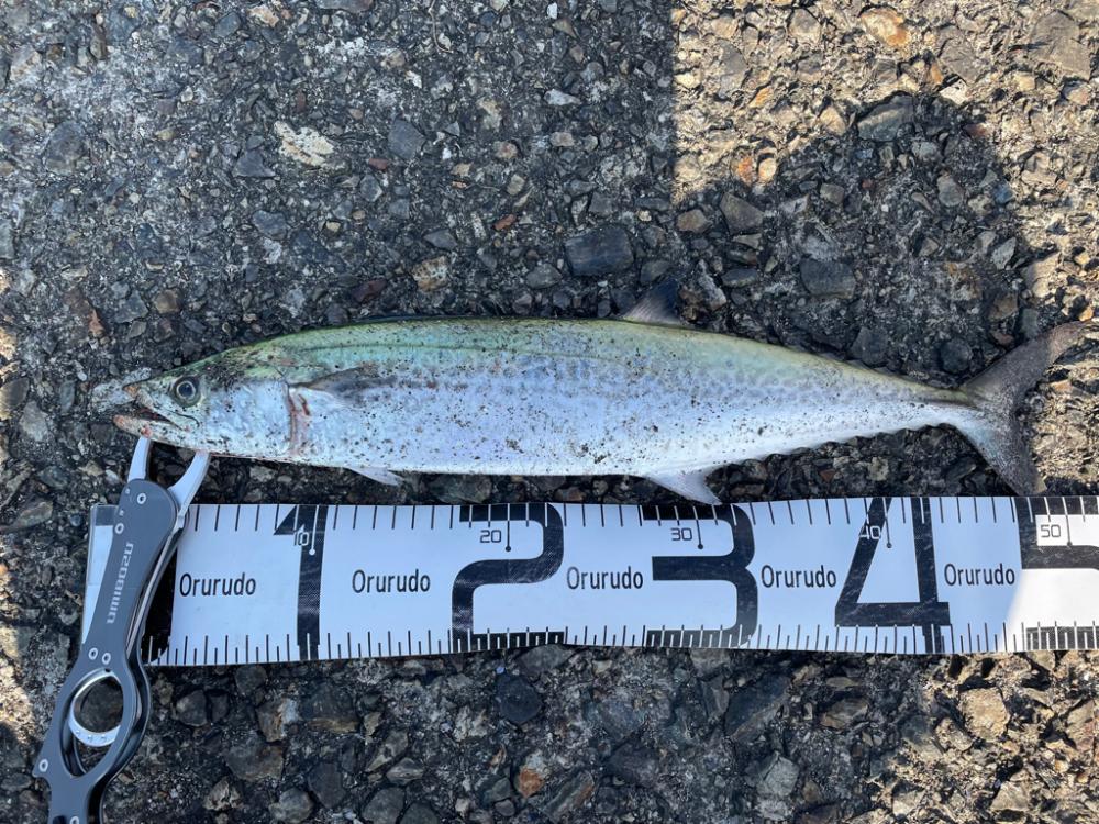 高速ジャークで鰆族！