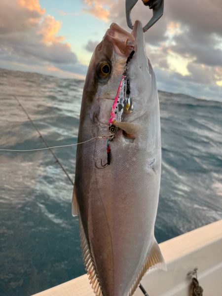 ジギング&落とし込みでシオ連発