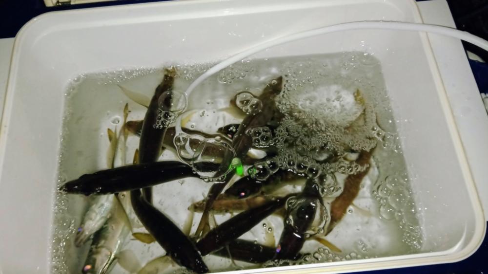 青物おるやん(・∀・)