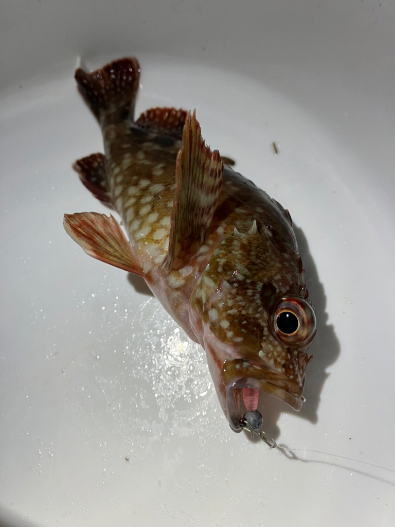 アジはいるのか?