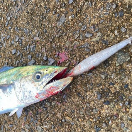 坊主ジグ13種目目