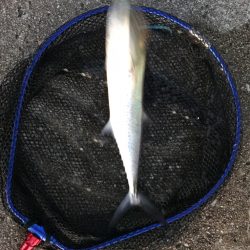 連日早朝尺鯵狙い