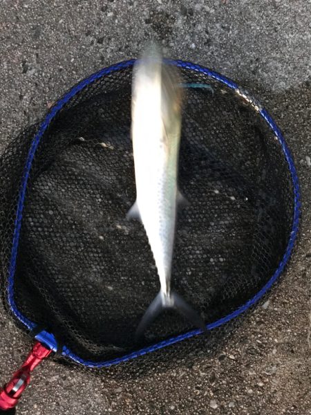 連日早朝尺鯵狙い