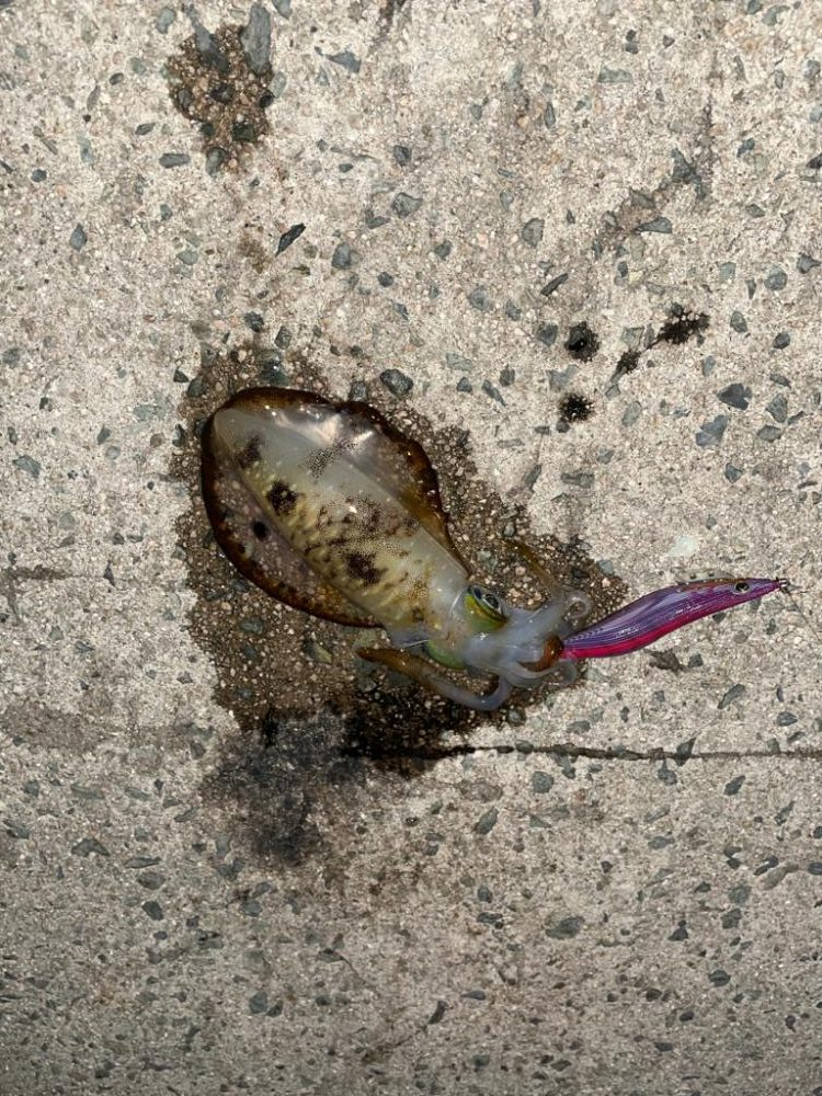 今週も爆風エギング