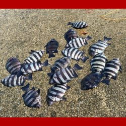 寒暖差がありましたが朝は比較的暖かい日になりました。