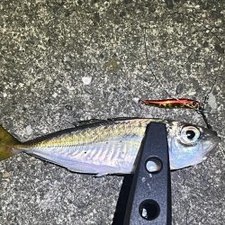 またまたアジング