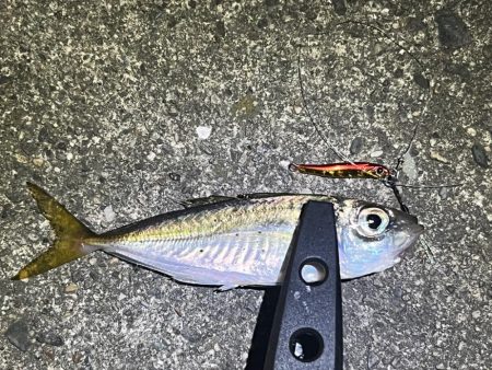 またまたアジング