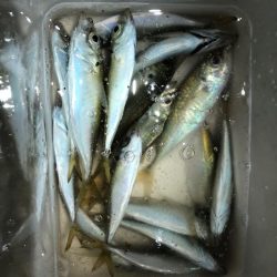 プラグでもアジ