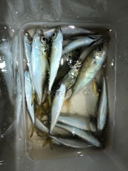 プラグでもアジ