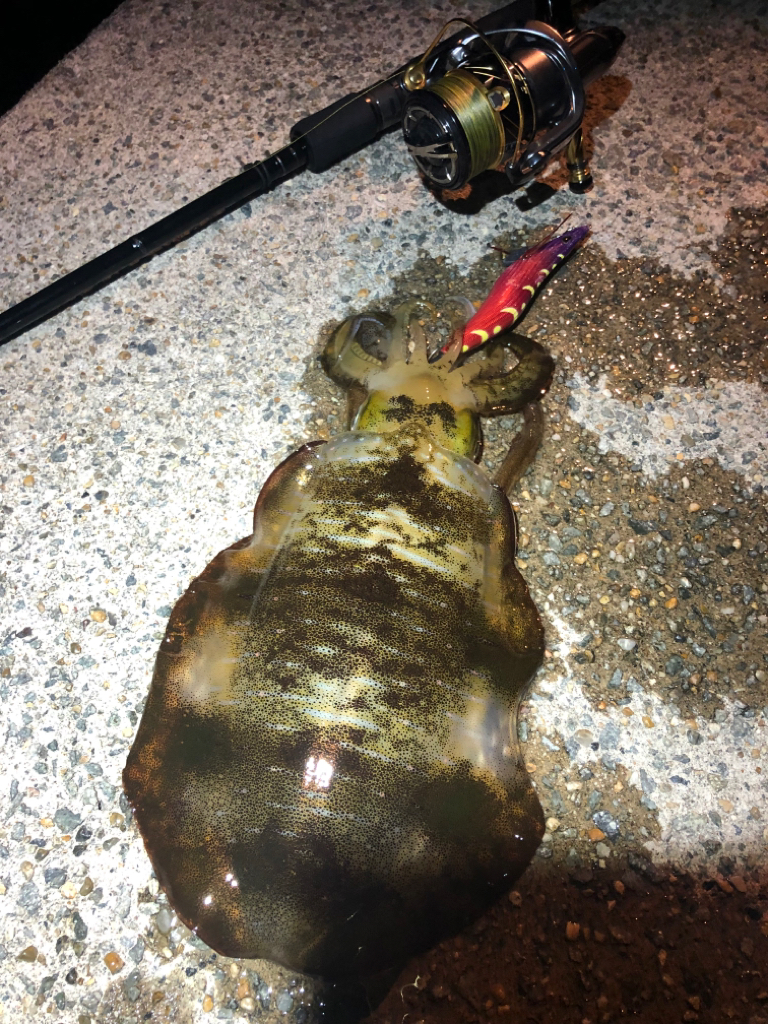 中々釣れません