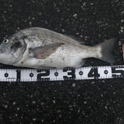 アジングでまさかの…