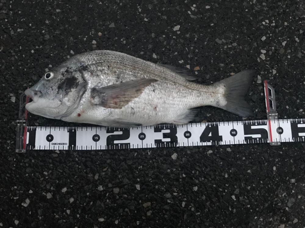 アジングでまさかの…