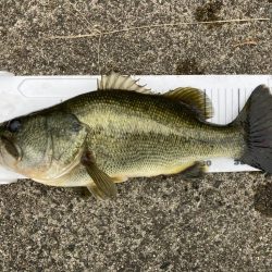 琵琶湖も一気に秋めいてきました