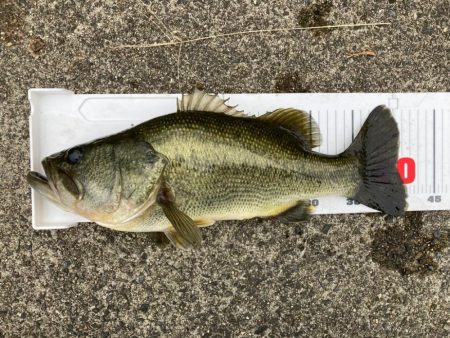 琵琶湖も一気に秋めいてきました