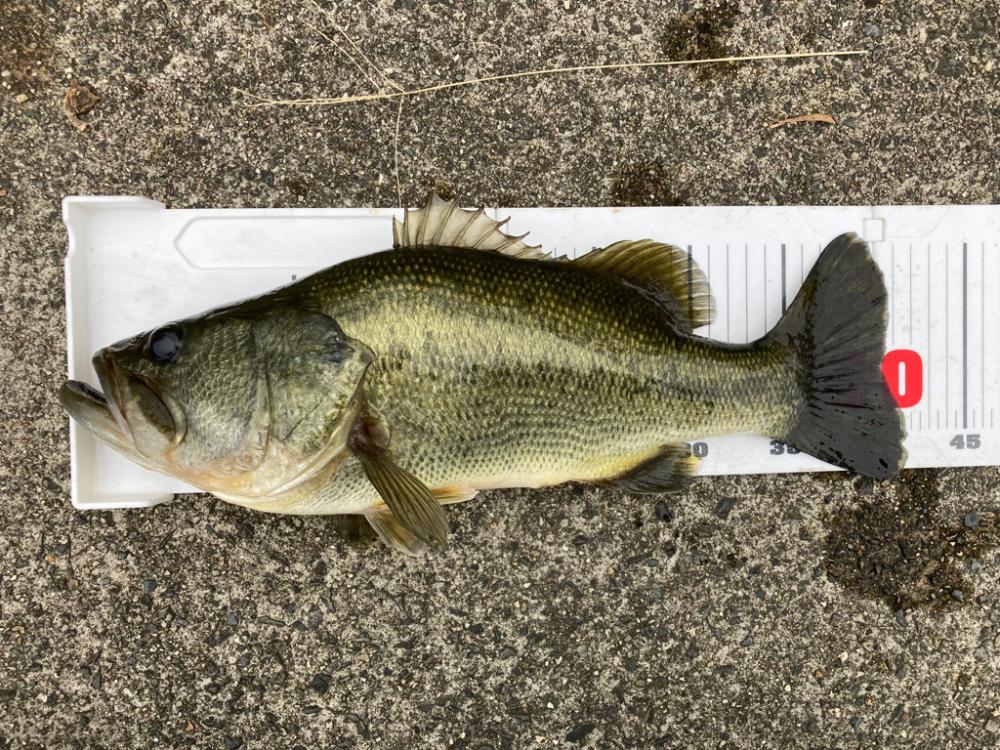 琵琶湖も一気に秋めいてきました