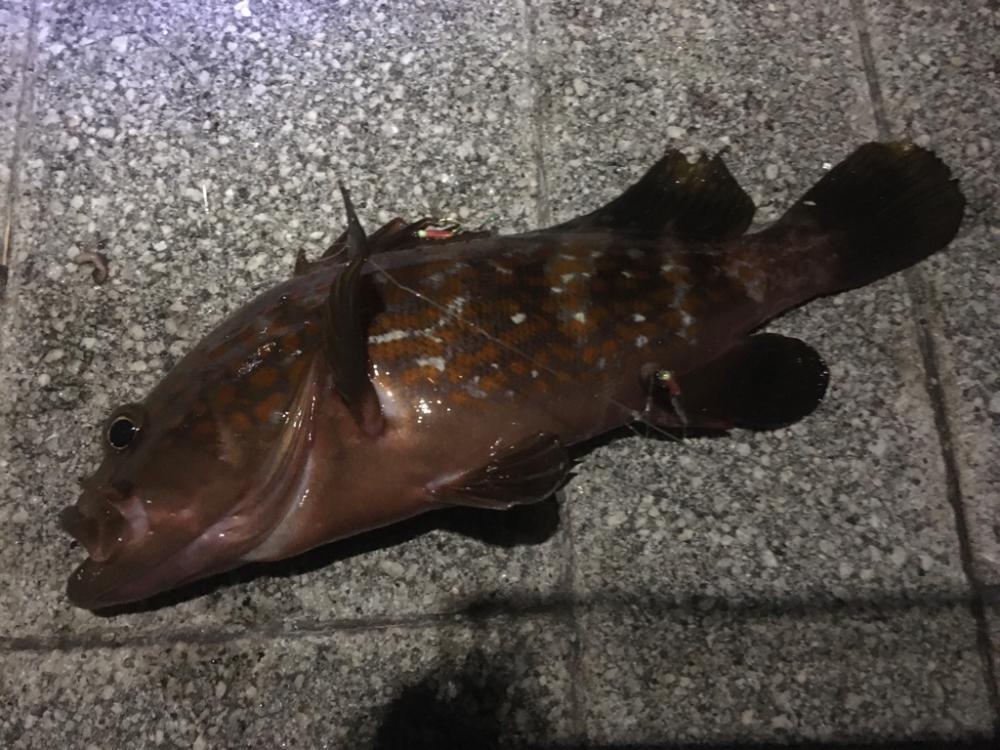 小アジが水バケツから‥