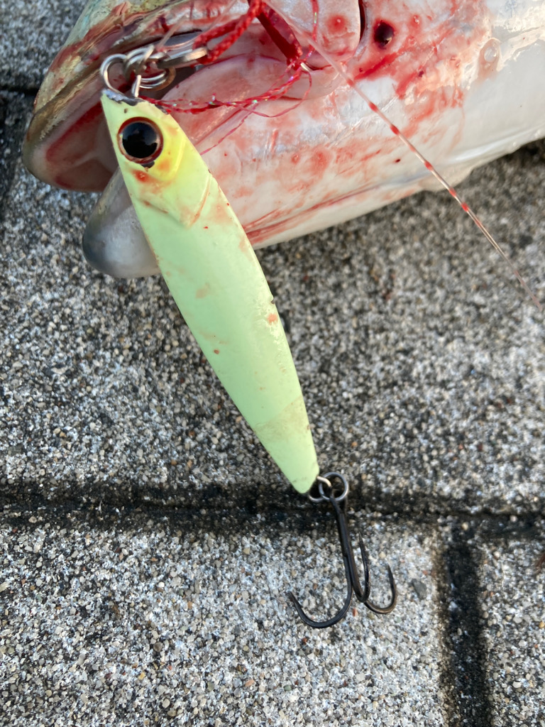 湾奥コスモ激混み。メジロ64センチ。。