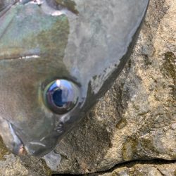 久々のグレ‼︎