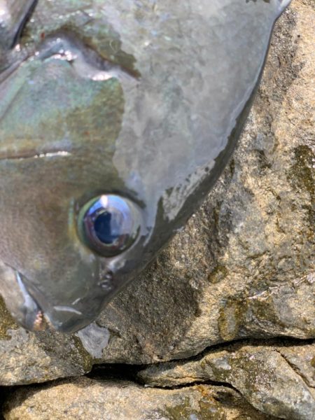 久々のグレ‼︎