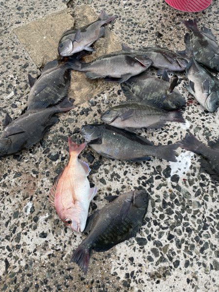 クロ釣り練習❗️