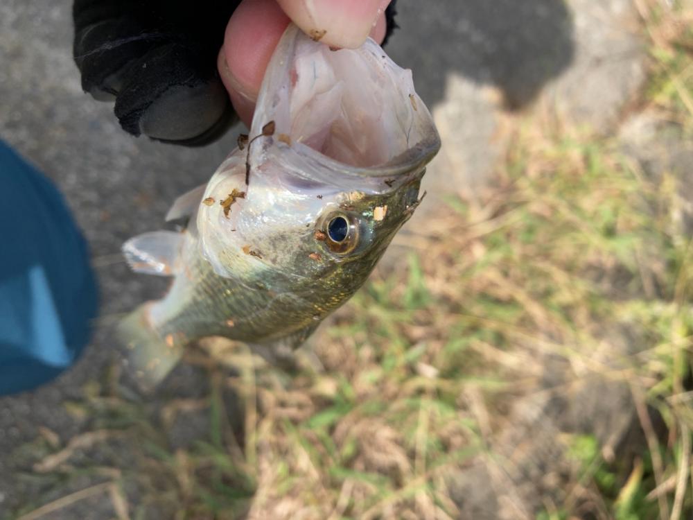 人工島は秋モード??