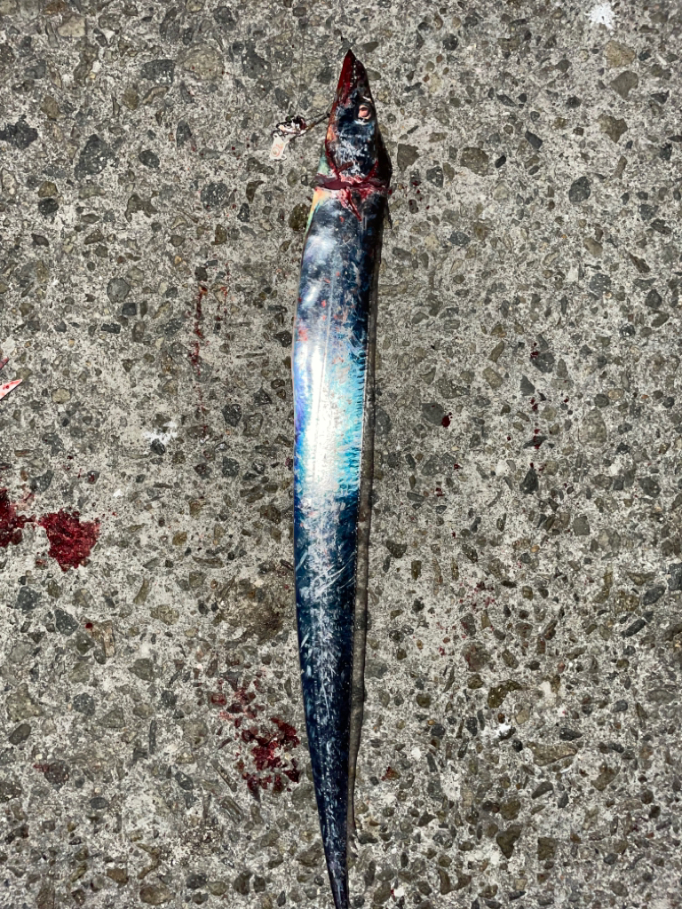 太刀魚釣り