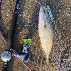 大阪湾奥LSJ メジロ回遊