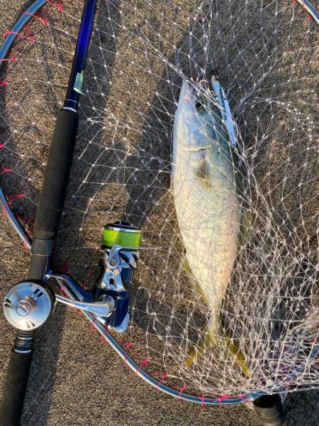 大阪湾奥LSJ メジロ回遊