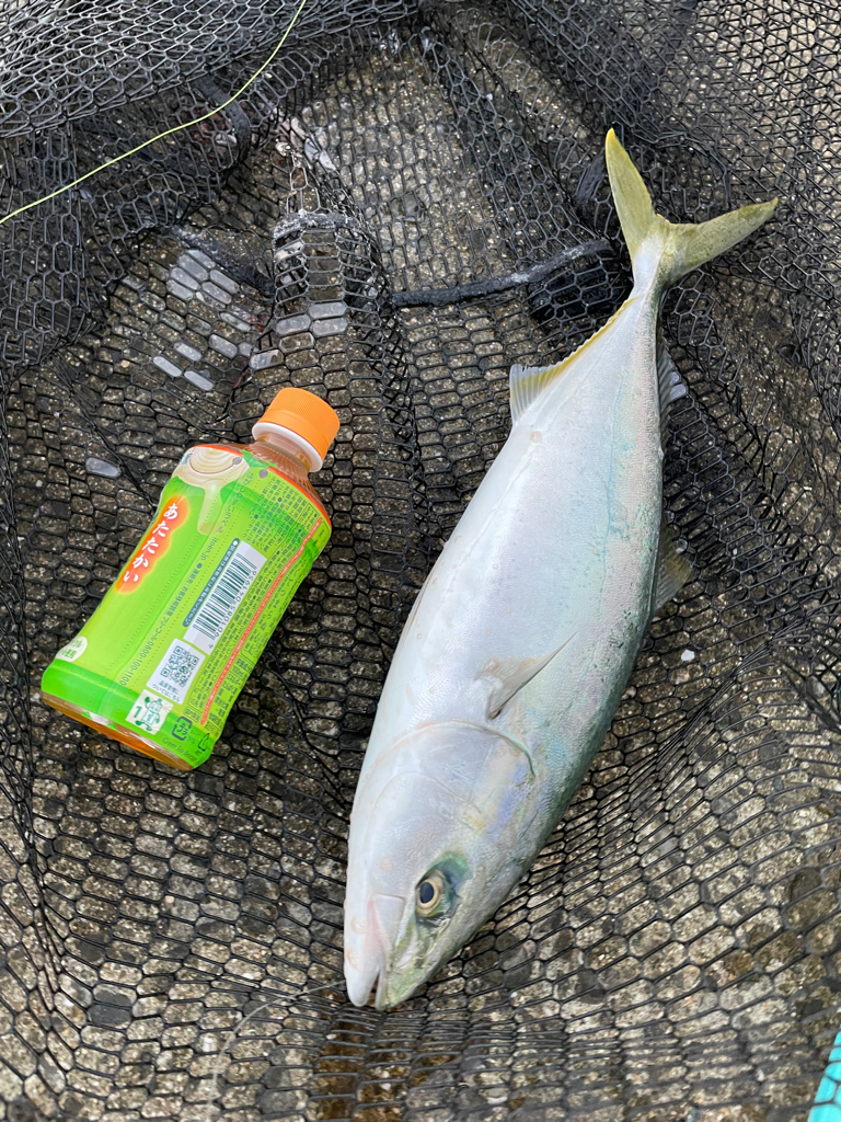 飲ませでハマチ