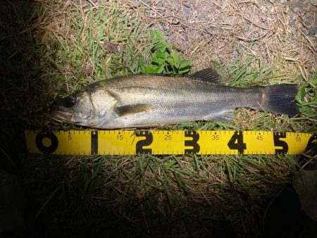 シーバスフィッシング