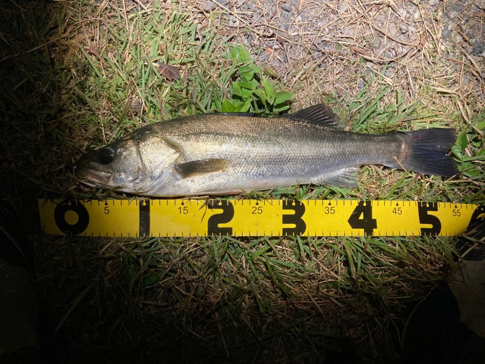 シーバスフィッシング