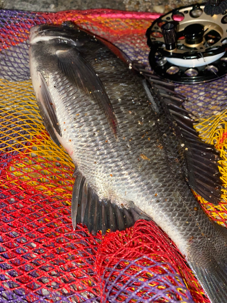 ヘチってきました