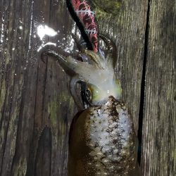 雨で濁りあっても強いカラー