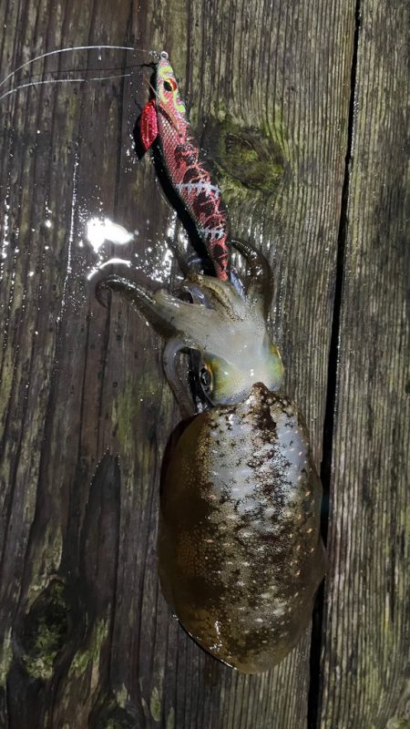 雨で濁りあっても強いカラー