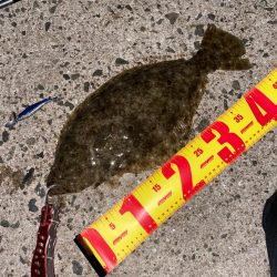 ヒラメとメジロ