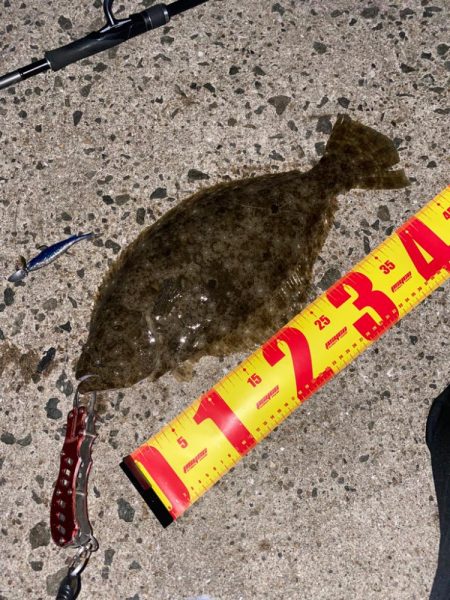 ヒラメとメジロ