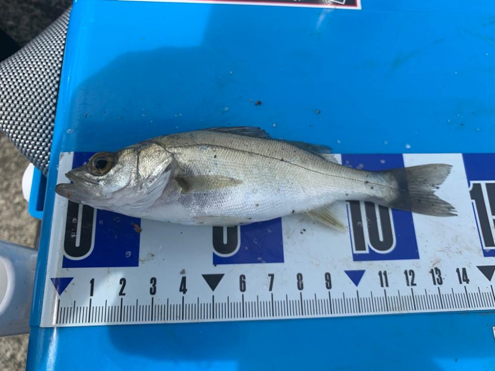 夜釣りのつもりが。