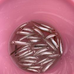 今年初のワカサギ！