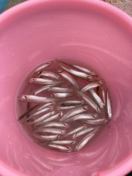 今年初のワカサギ！