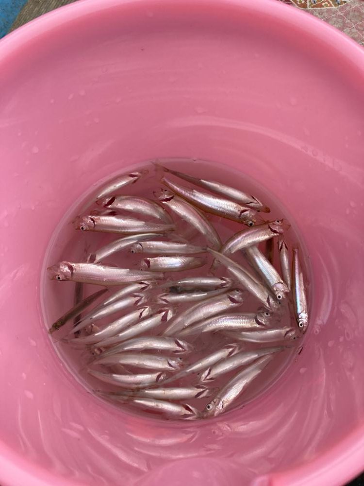 今年初のワカサギ！